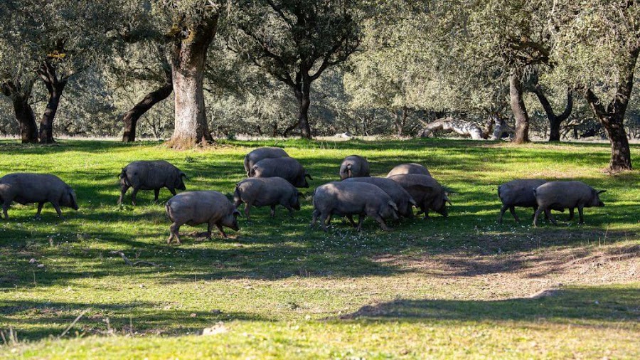Sapiencia Ibérica de Hermanos Cárdeno S.L. (DOP Jabugo)