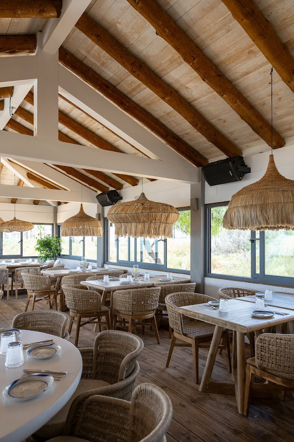 Okapi in the paradise